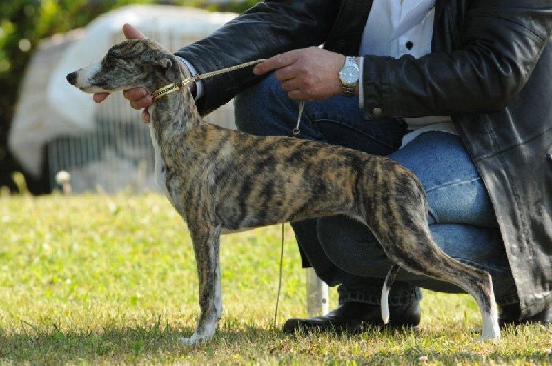 SAUVONS LE VRAI WHIPPET