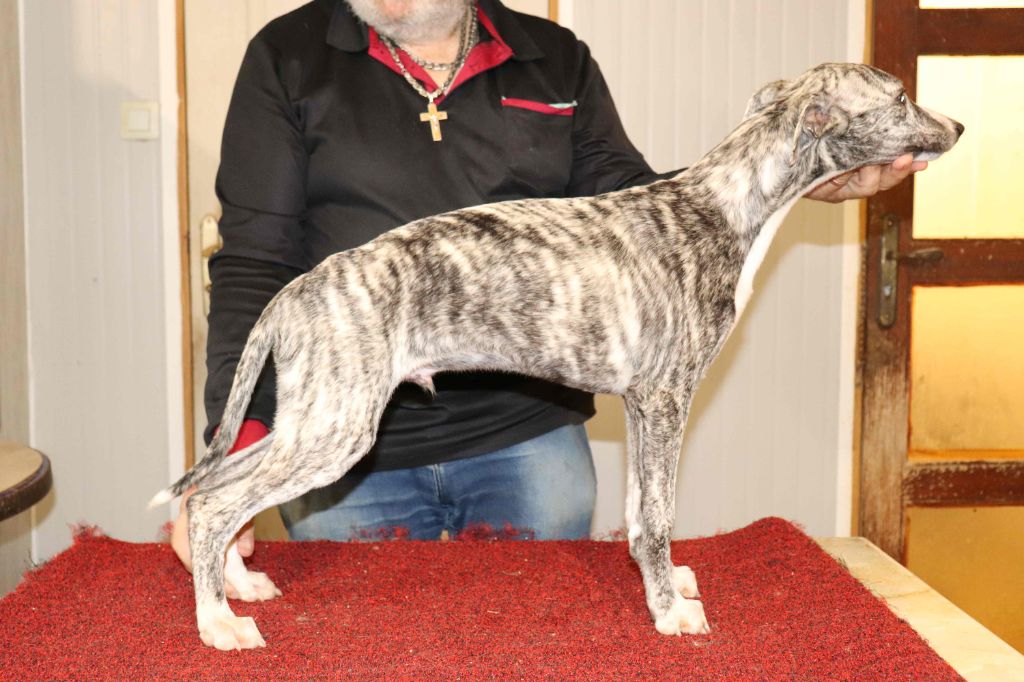 von Hoëhenzoller - Chiots disponibles - Whippet