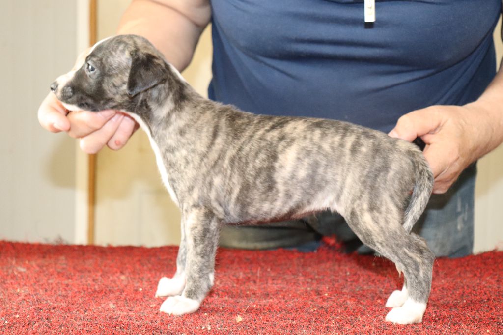 von Hoëhenzoller - Chiots disponibles - Whippet
