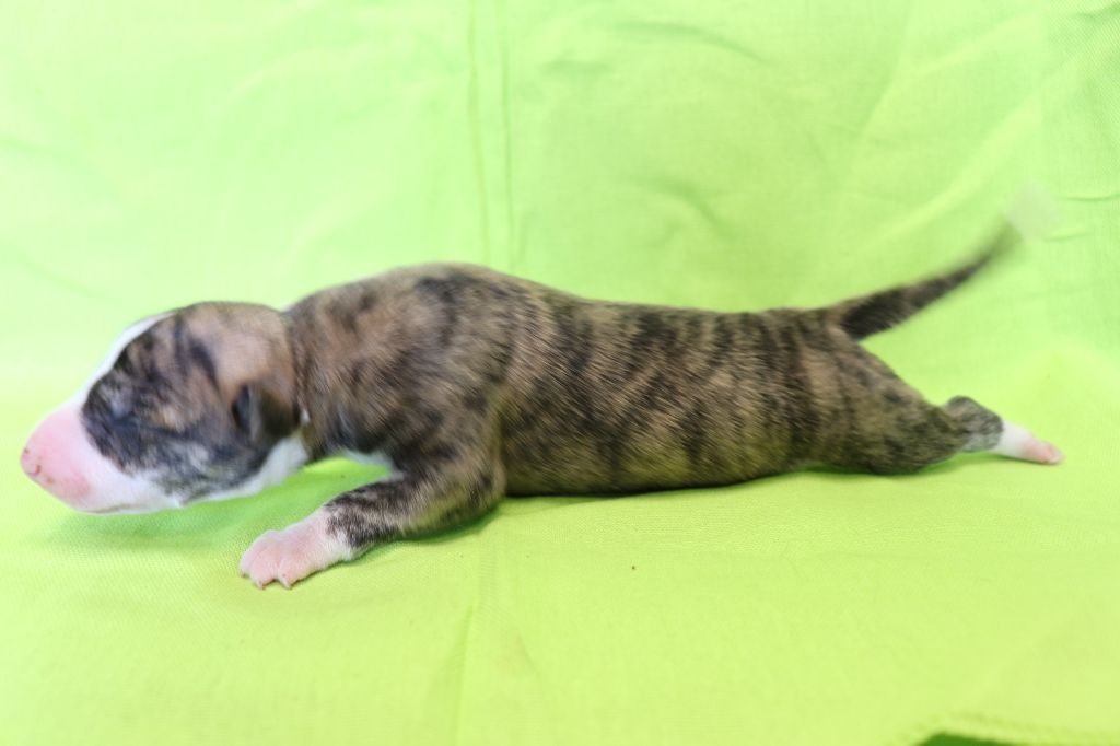 von Hoëhenzoller - Chiots disponibles - Whippet