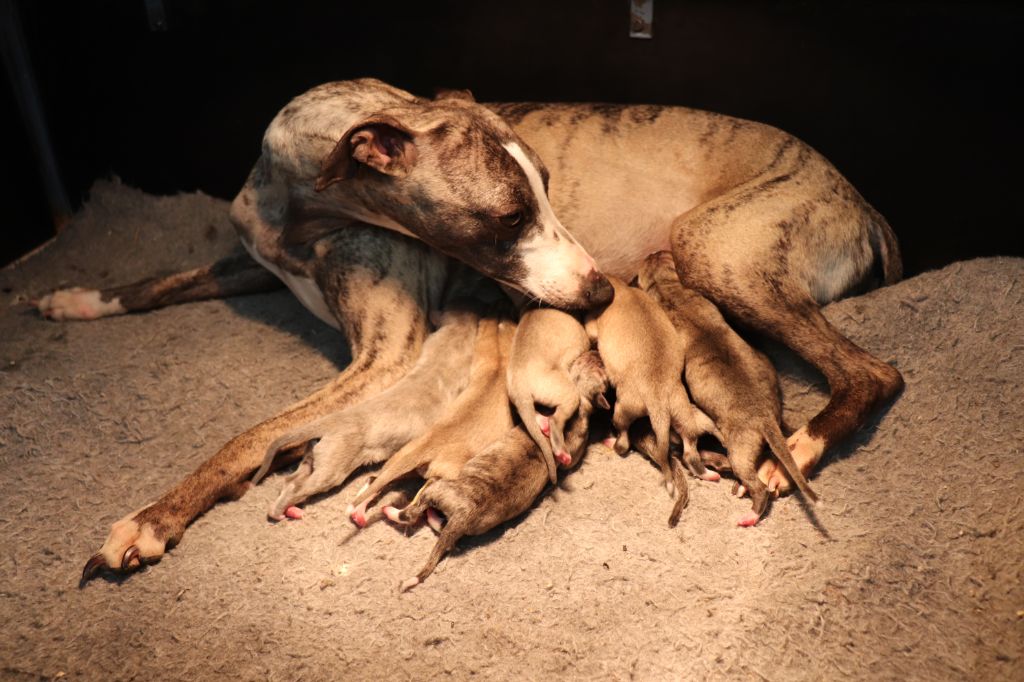 Chiot Whippet von Hoëhenzoller
