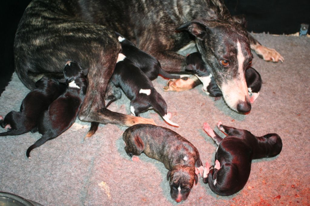 Chiot Whippet von Hoëhenzoller