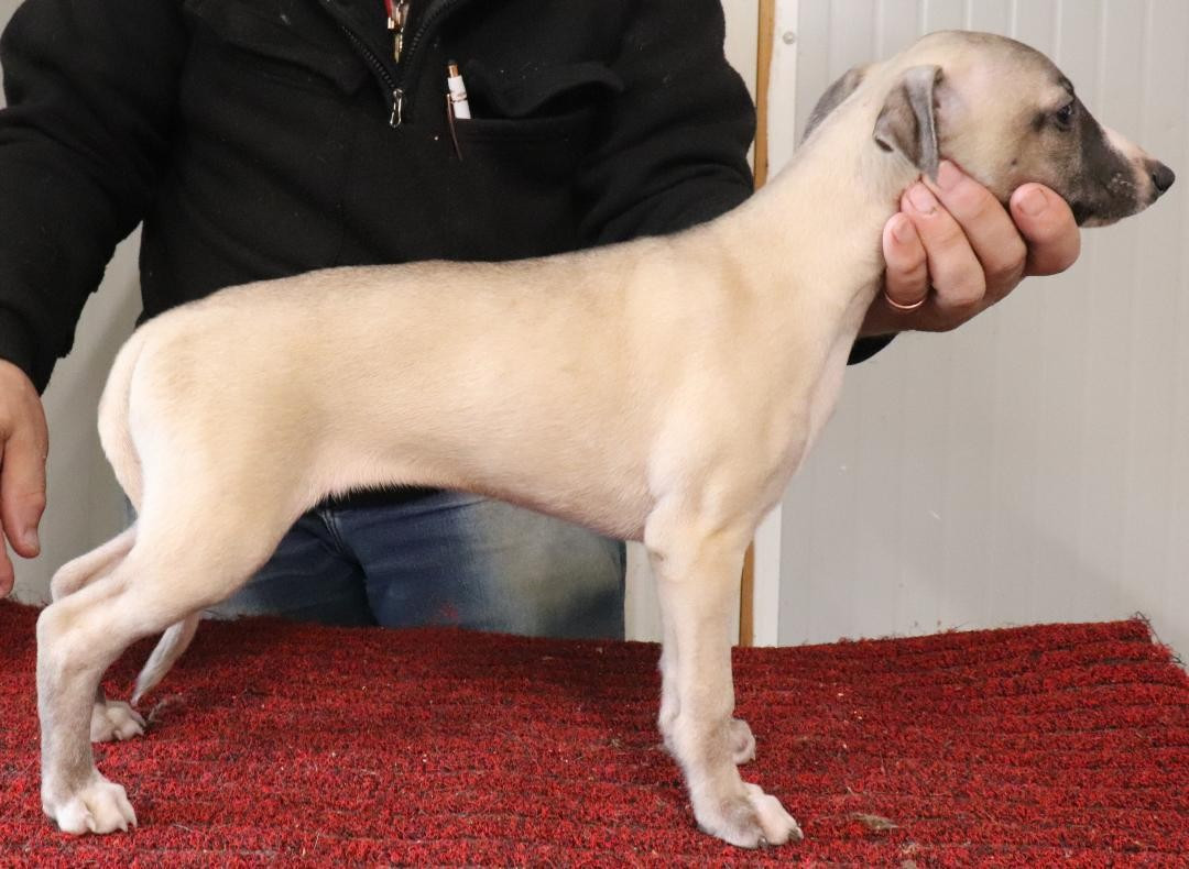 von Hoëhenzoller - Chiots disponibles - Whippet