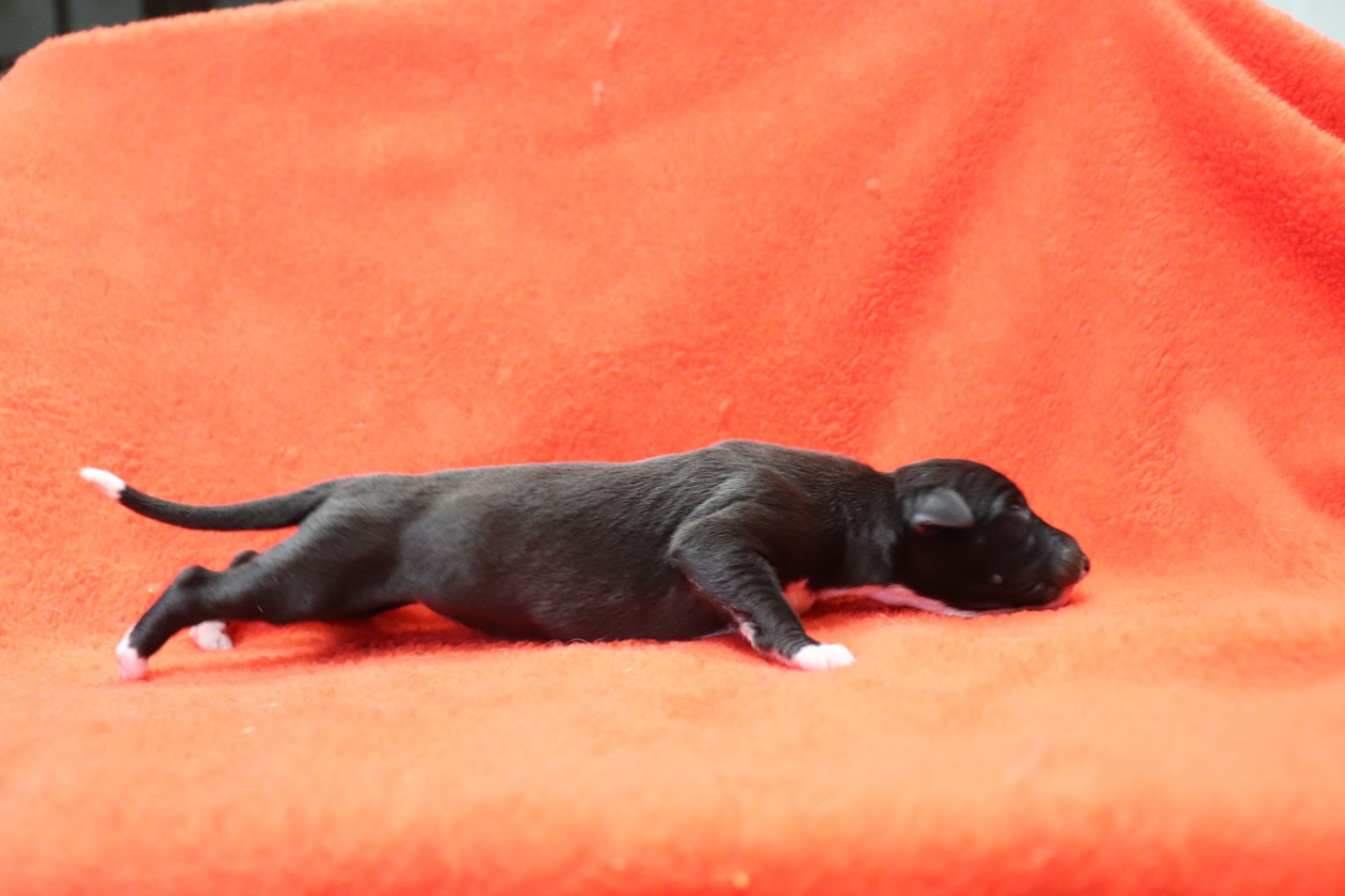 von Hoëhenzoller - Chiots disponibles - Whippet