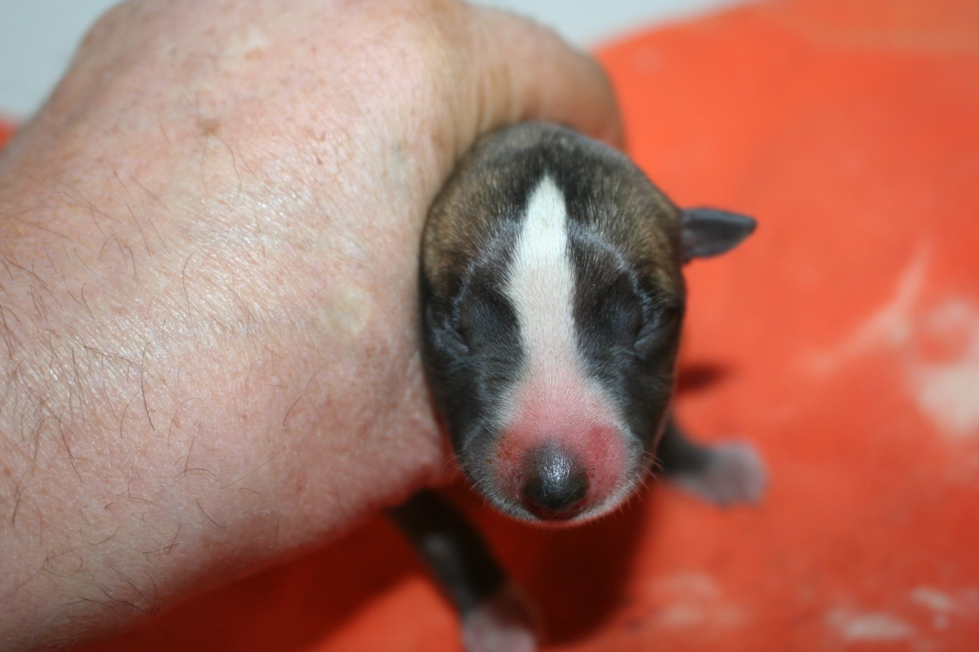 von Hoëhenzoller - Chiots disponibles - Whippet