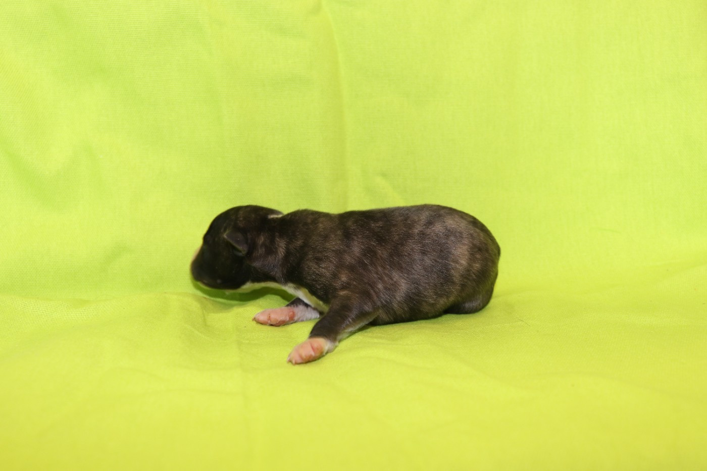 von Hoëhenzoller - Chiots disponibles - Whippet