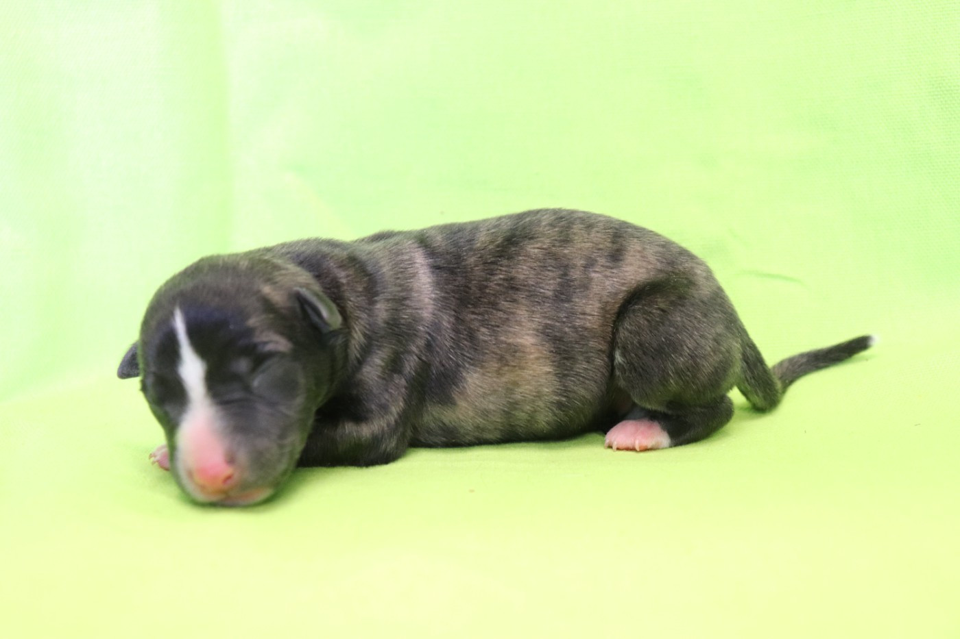 von Hoëhenzoller - Chiots disponibles - Whippet