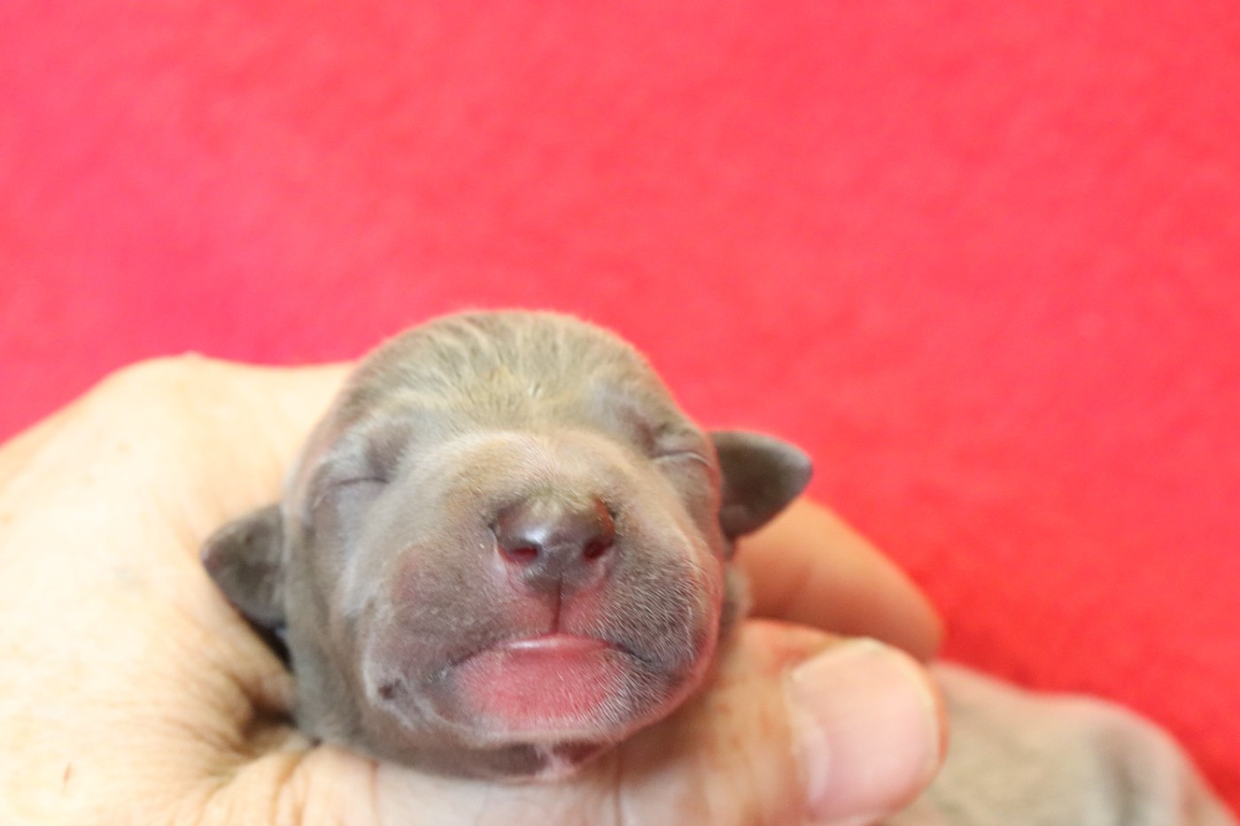 von Hoëhenzoller - Chiots disponibles - Whippet