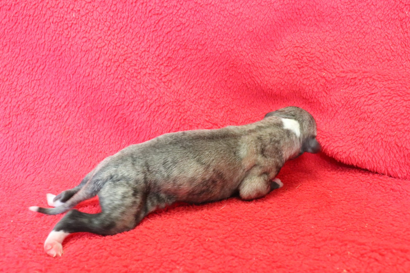 von Hoëhenzoller - Chiots disponibles - Whippet