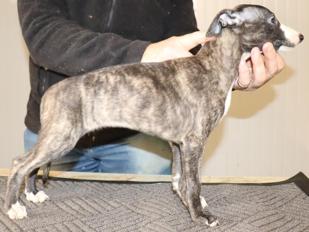 von Hoëhenzoller - Chiots disponibles - Whippet