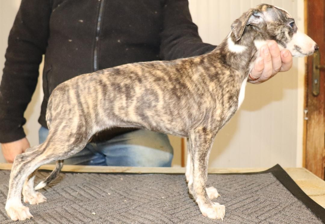 von Hoëhenzoller - Chiots disponibles - Whippet