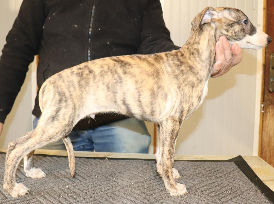 von Hoëhenzoller - Chiots disponibles - Whippet
