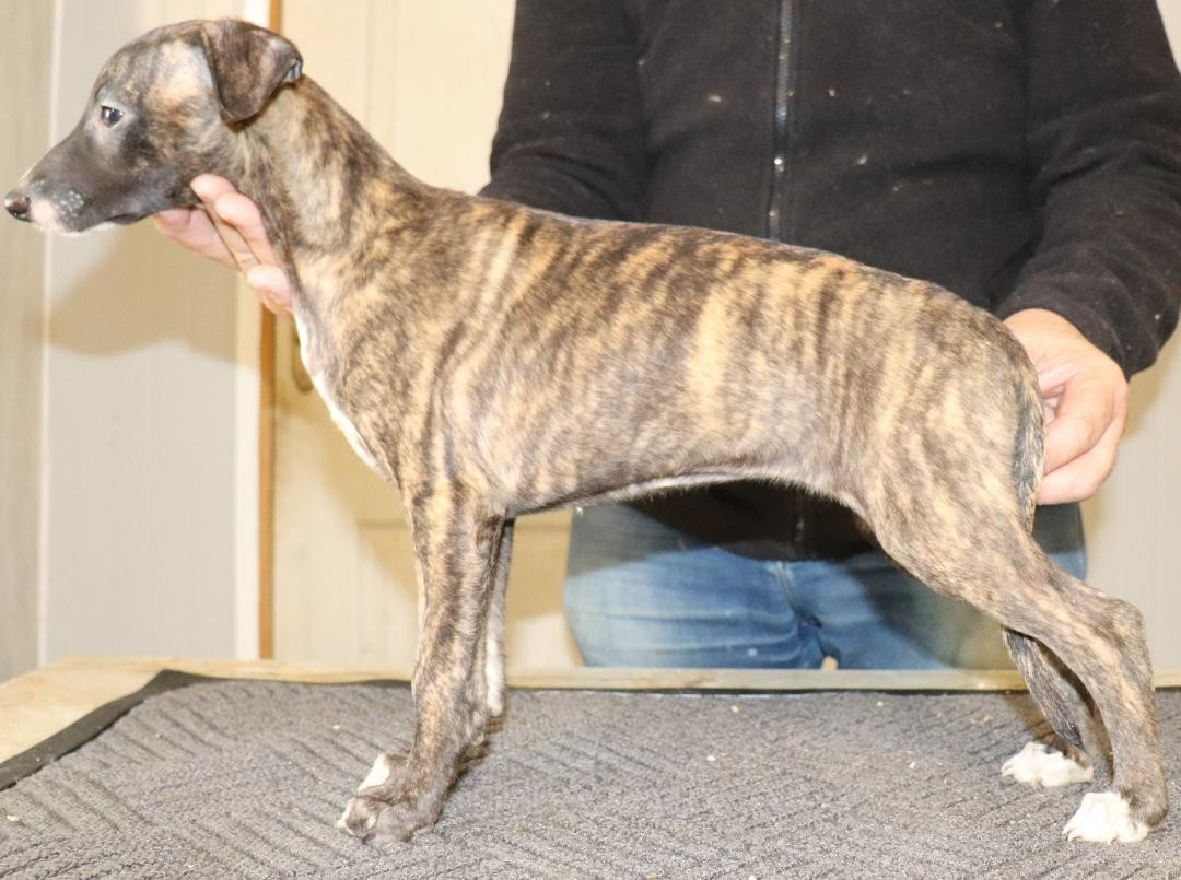 von Hoëhenzoller - Chiots disponibles - Whippet