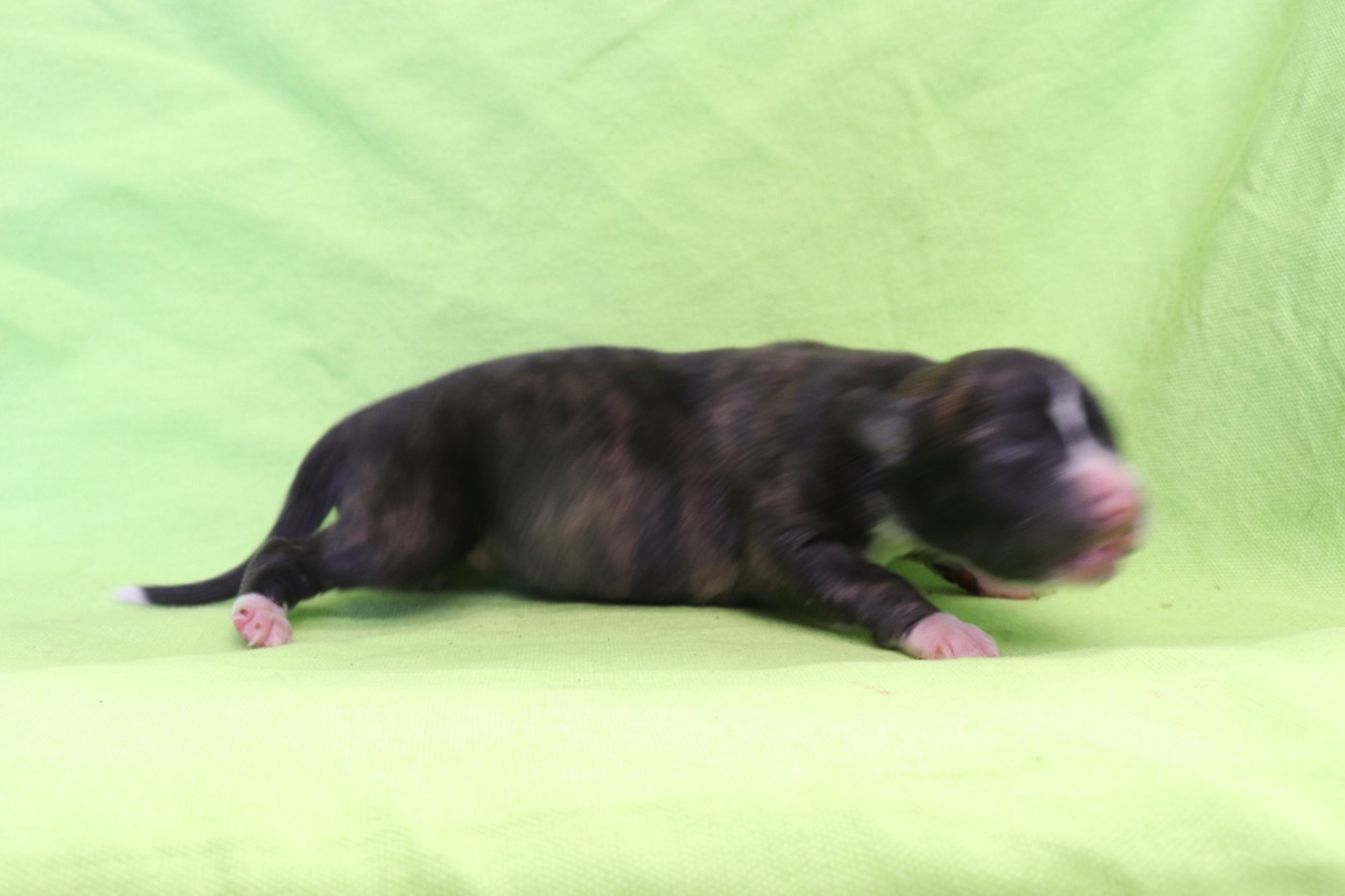 von Hoëhenzoller - Chiots disponibles - Whippet