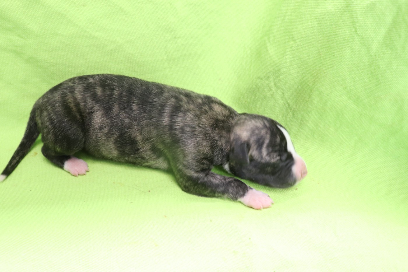 von Hoëhenzoller - Chiots disponibles - Whippet