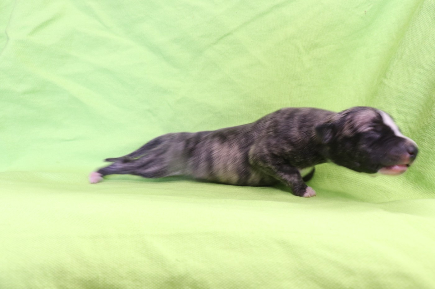 von Hoëhenzoller - Chiots disponibles - Whippet