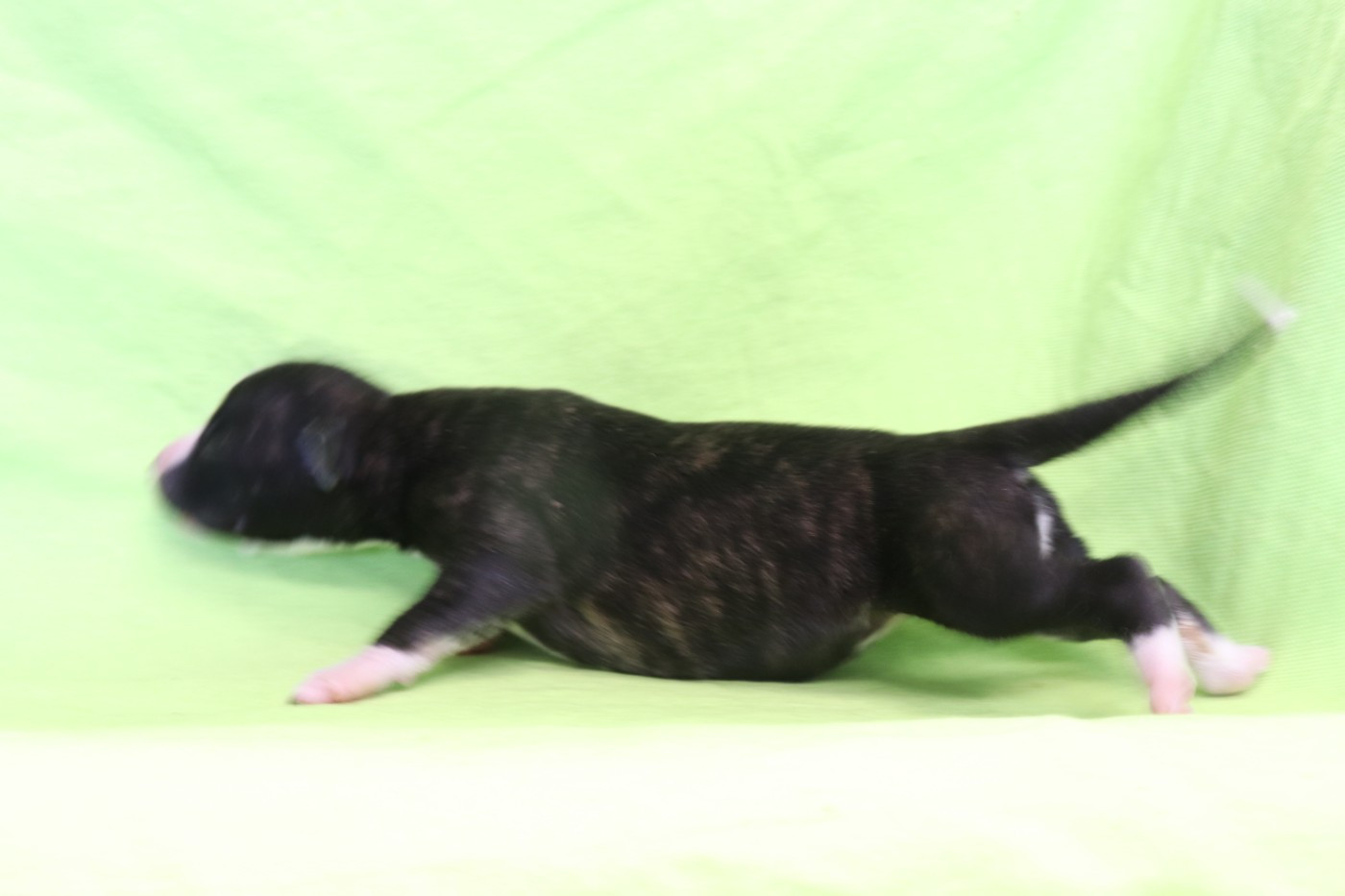 von Hoëhenzoller - Chiots disponibles - Whippet