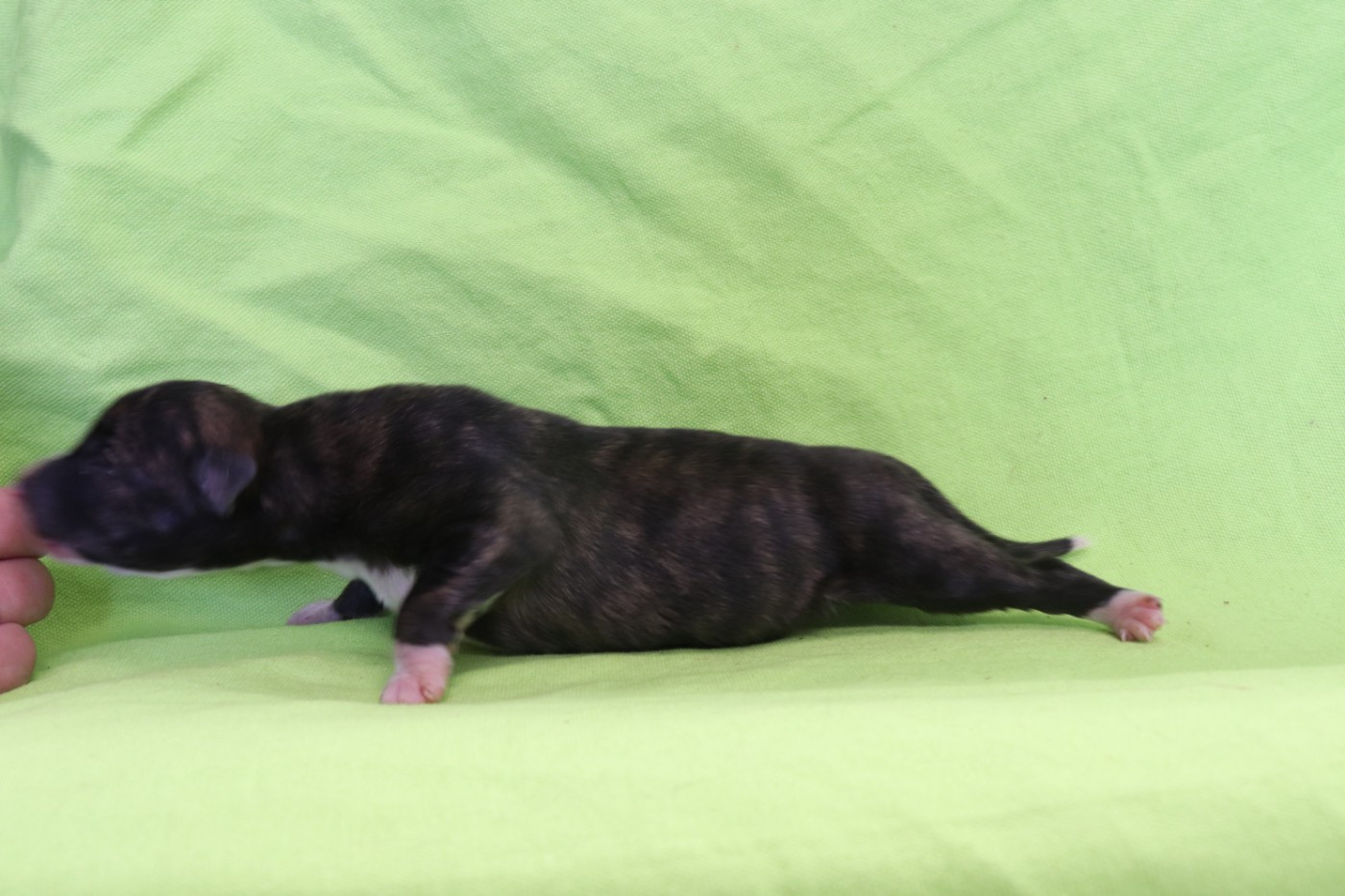 von Hoëhenzoller - Chiots disponibles - Whippet