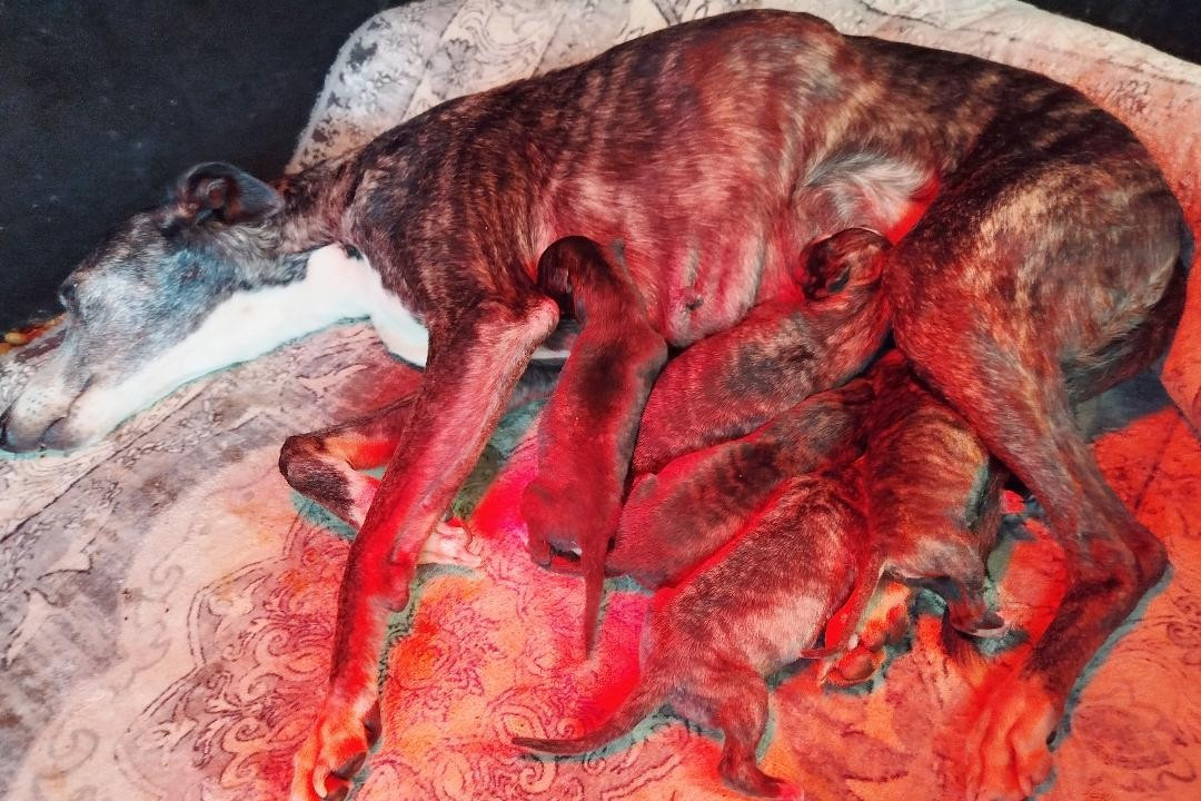 von Hoëhenzoller - Whippet - Portée née le 18/03/2026