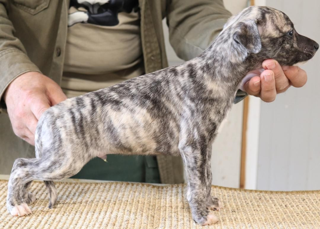 von Hoëhenzoller - Chiots disponibles - Whippet