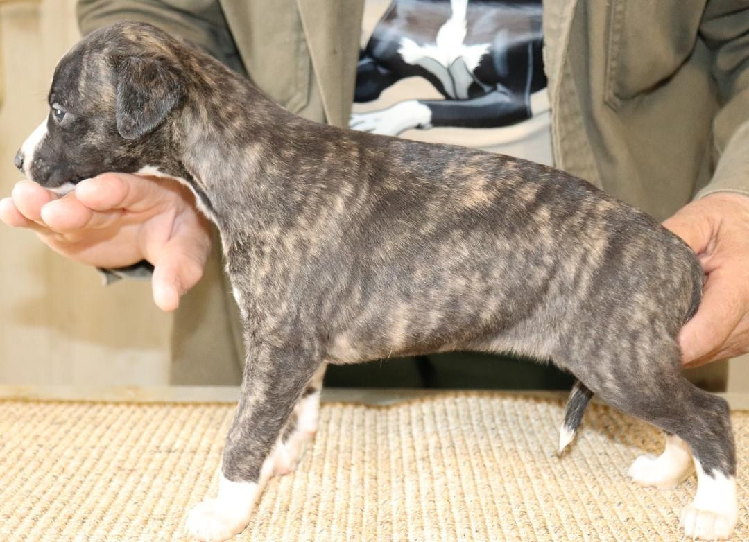 von Hoëhenzoller - Chiots disponibles - Whippet