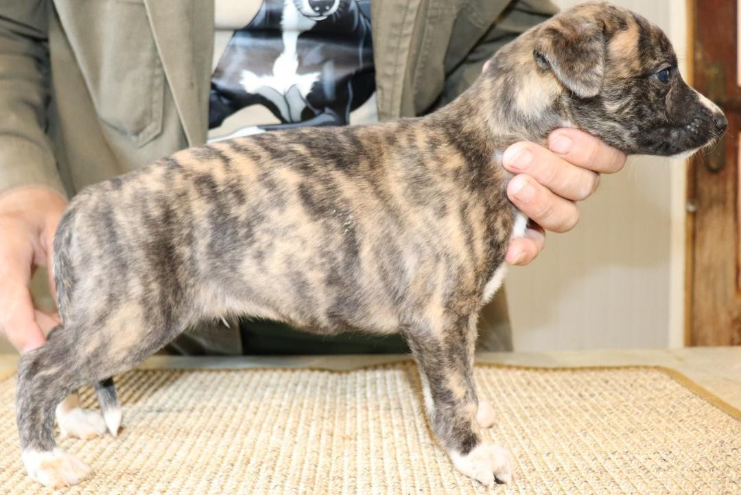 von Hoëhenzoller - Chiots disponibles - Whippet