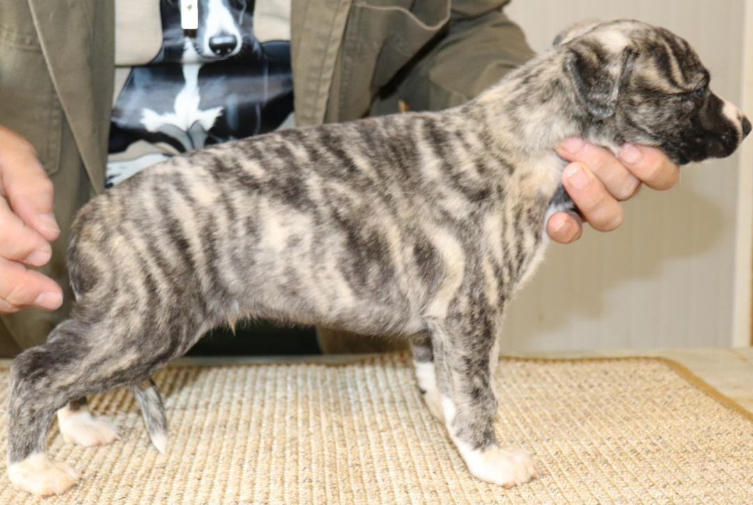 von Hoëhenzoller - Chiots disponibles - Whippet