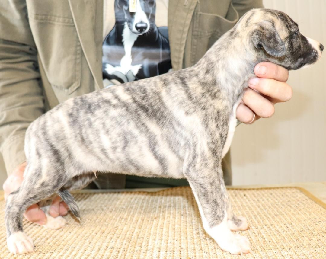 von Hoëhenzoller - Chiots disponibles - Whippet