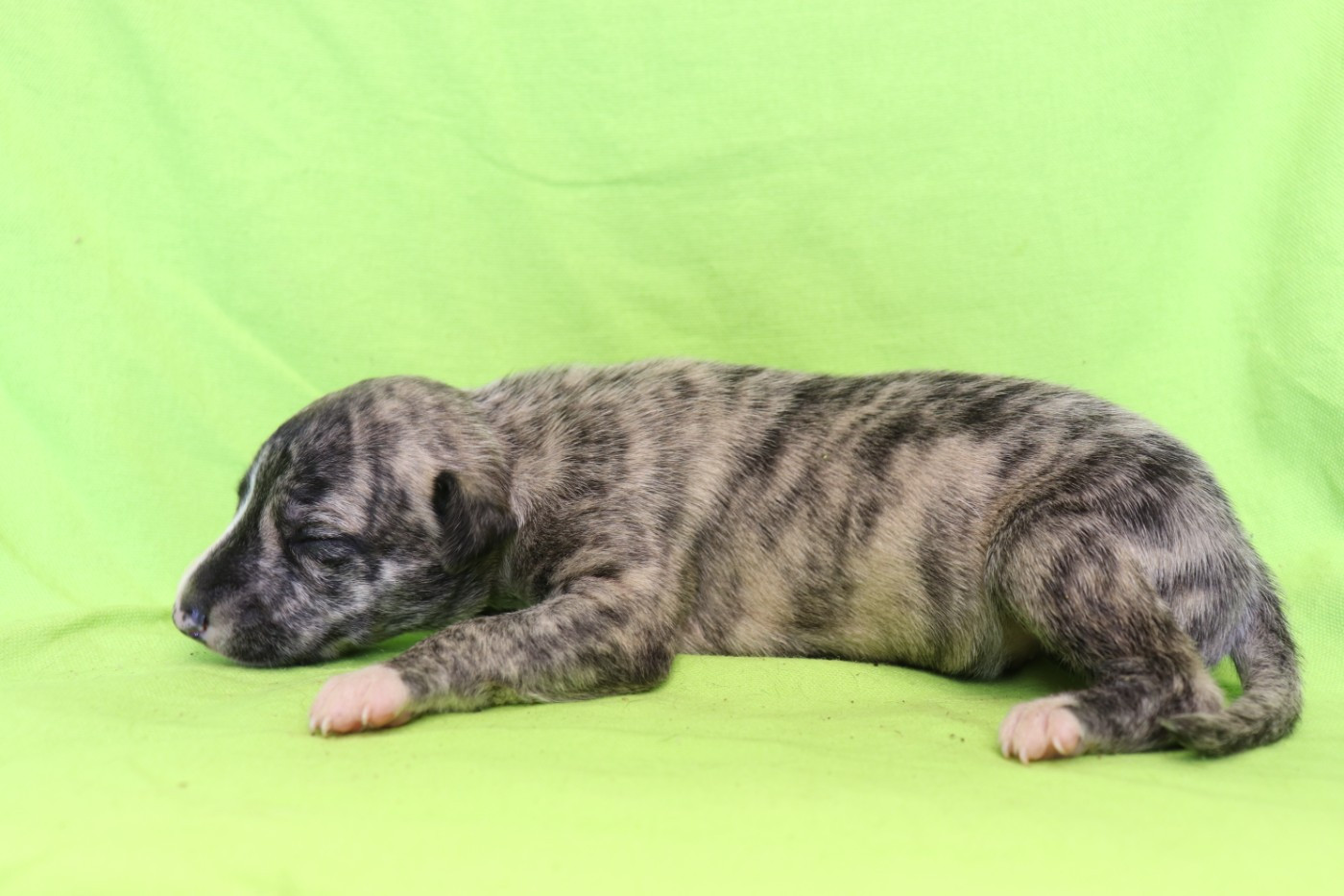 von Hoëhenzoller - Chiots disponibles - Whippet