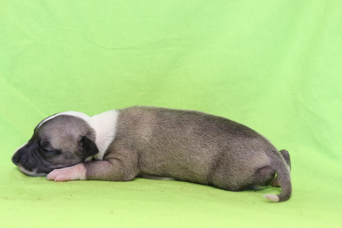 von Hoëhenzoller - Chiots disponibles - Whippet