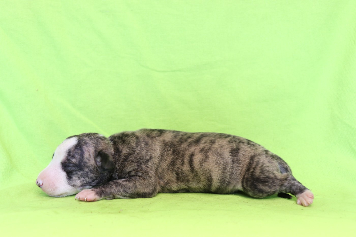 von Hoëhenzoller - Chiots disponibles - Whippet
