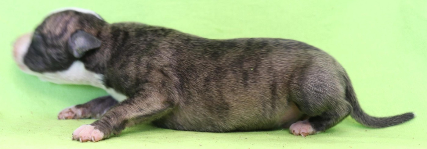 von Hoëhenzoller - Chiots disponibles - Whippet