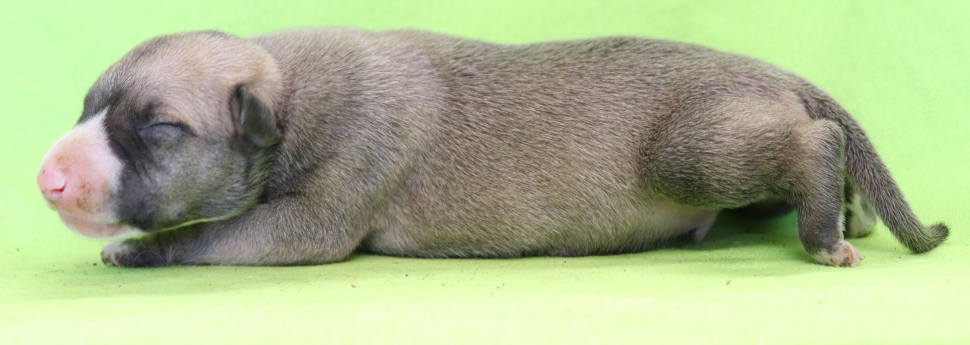 von Hoëhenzoller - Chiots disponibles - Whippet