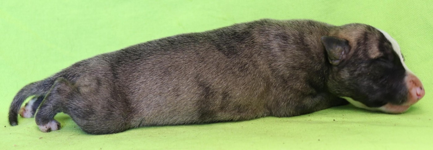 von Hoëhenzoller - Chiots disponibles - Whippet