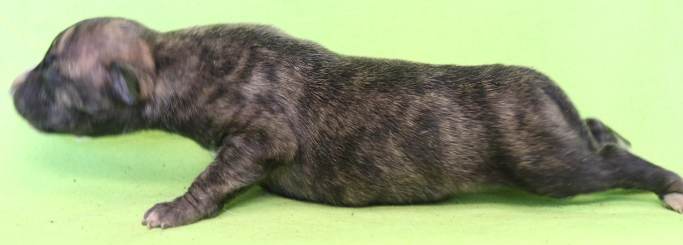 von Hoëhenzoller - Chiots disponibles - Whippet
