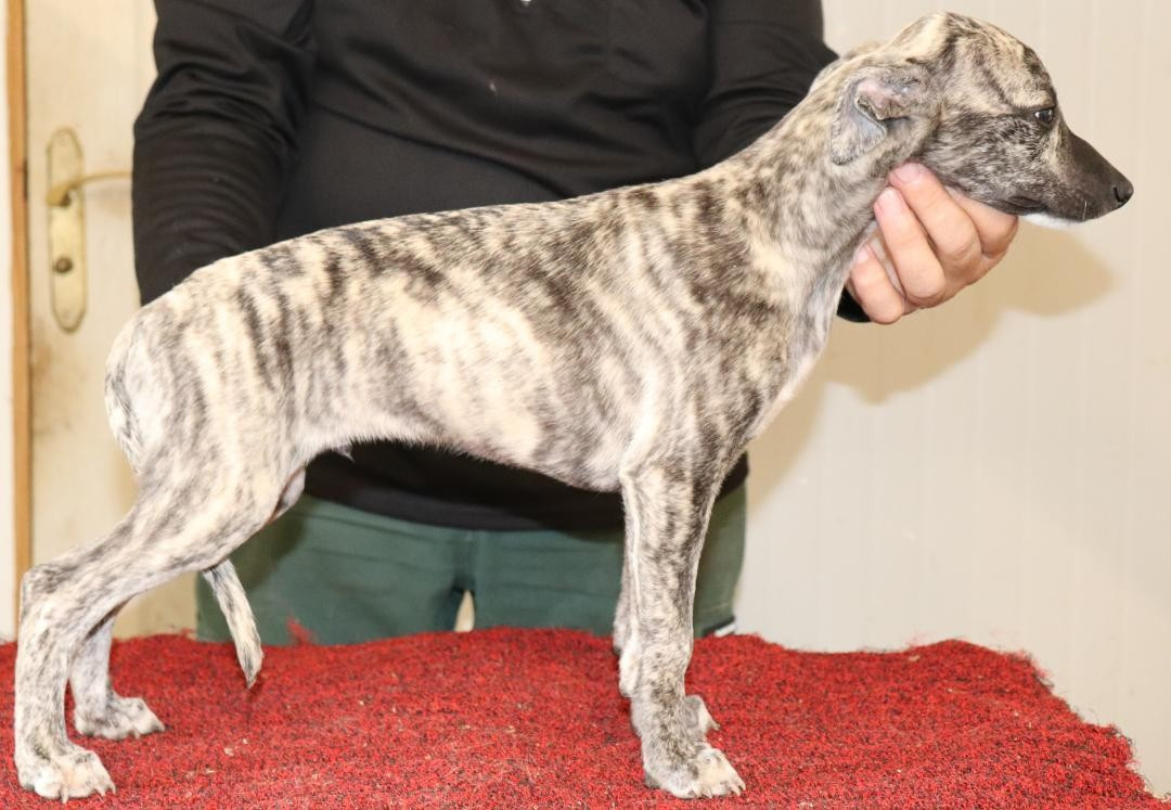 von Hoëhenzoller - Chiots disponibles - Whippet