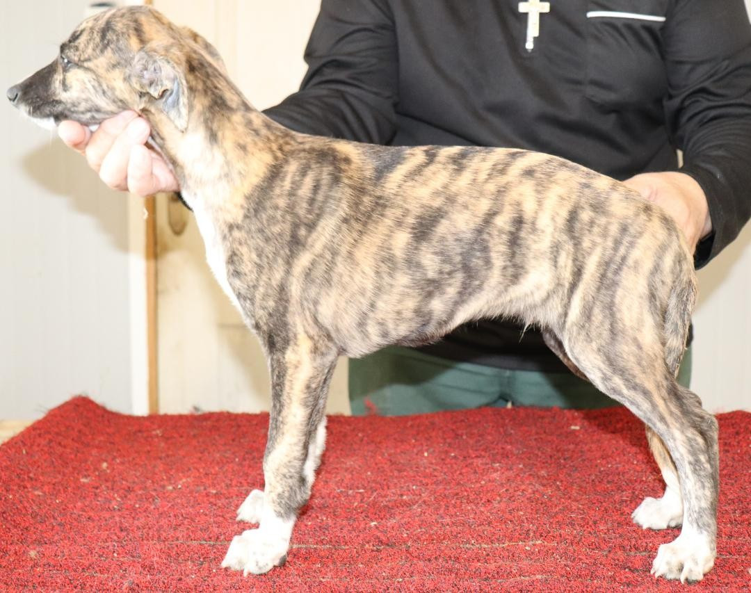 von Hoëhenzoller - Chiots disponibles - Whippet