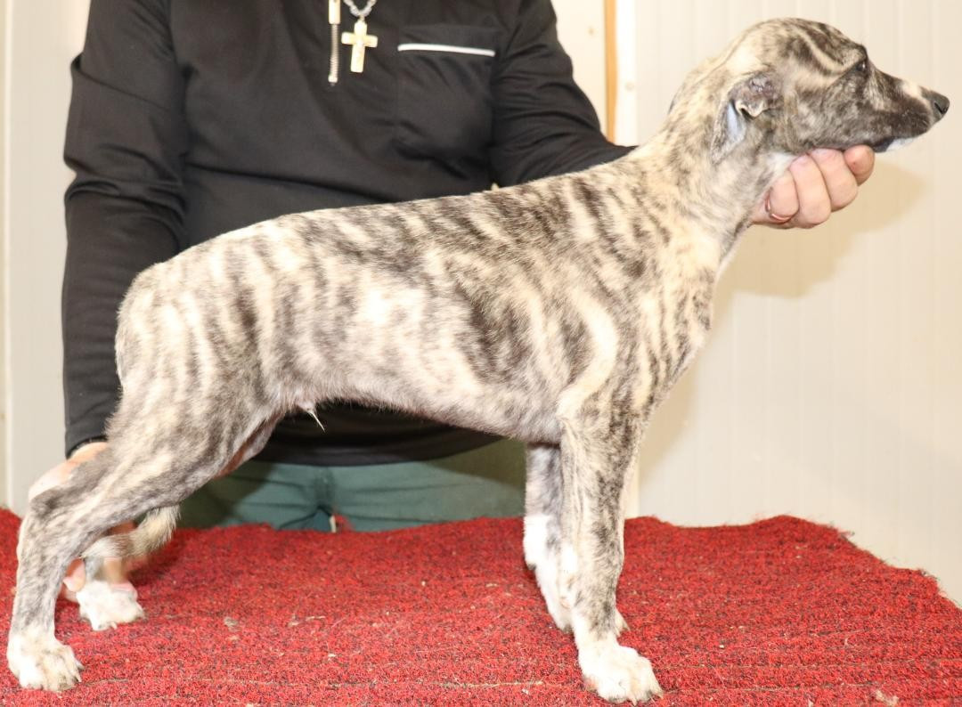 von Hoëhenzoller - Chiots disponibles - Whippet