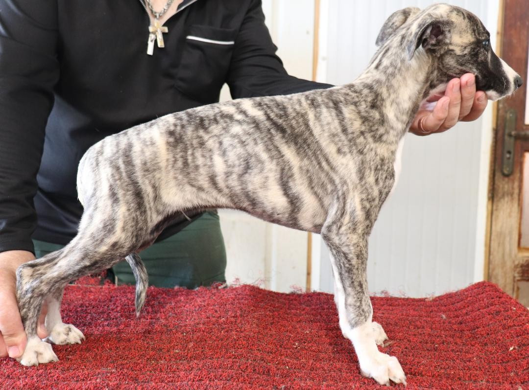 von Hoëhenzoller - Chiots disponibles - Whippet