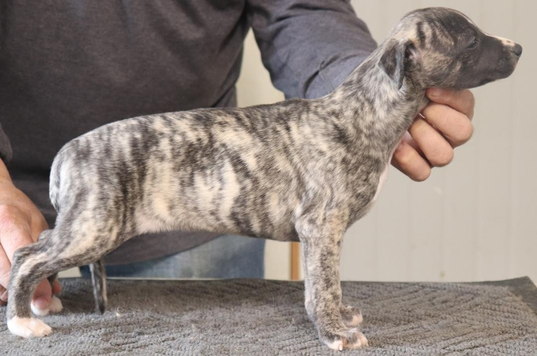 von Hoëhenzoller - Chiots disponibles - Whippet