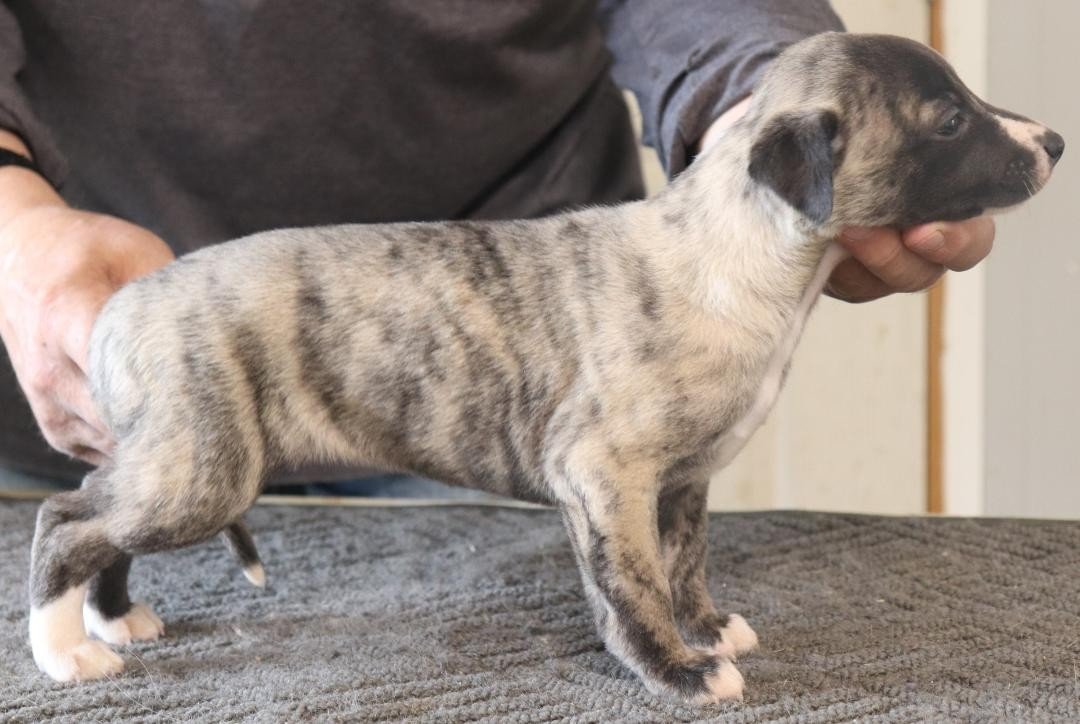 von Hoëhenzoller - Chiots disponibles - Whippet