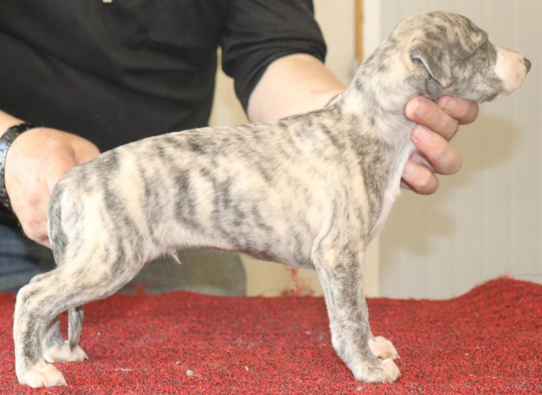 von Hoëhenzoller - Chiots disponibles - Whippet