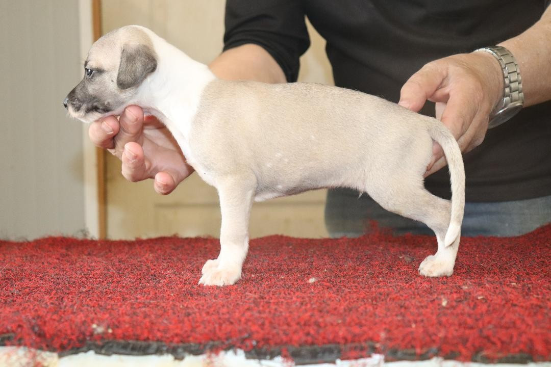von Hoëhenzoller - Chiots disponibles - Whippet
