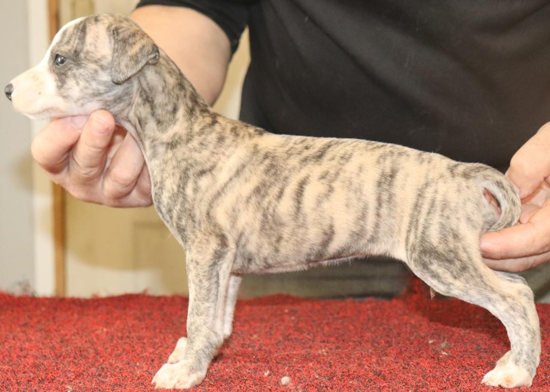 von Hoëhenzoller - Chiots disponibles - Whippet