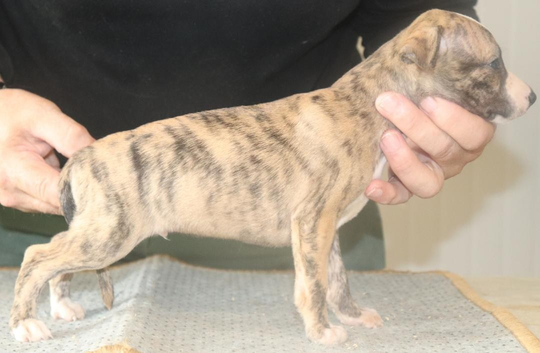 von Hoëhenzoller - Chiots disponibles - Whippet