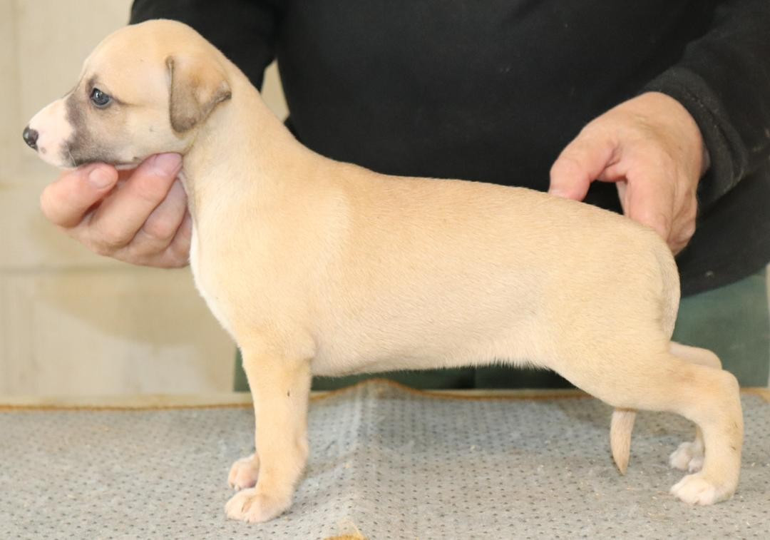 von Hoëhenzoller - Chiots disponibles - Whippet
