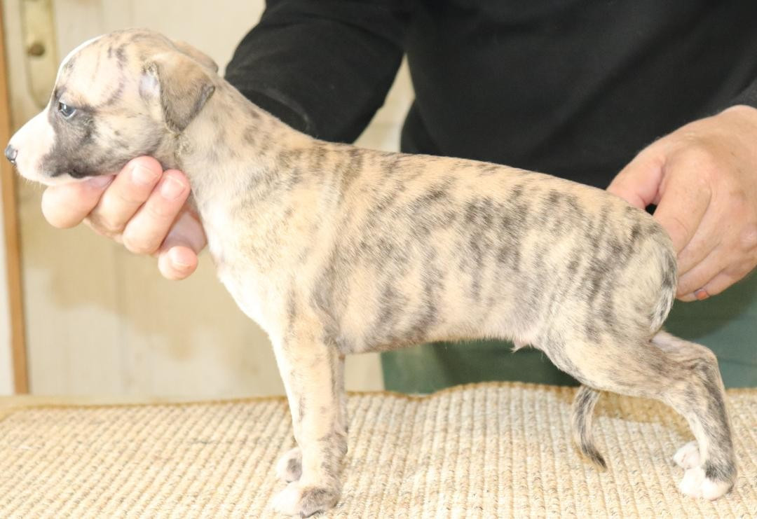 von Hoëhenzoller - Chiots disponibles - Whippet