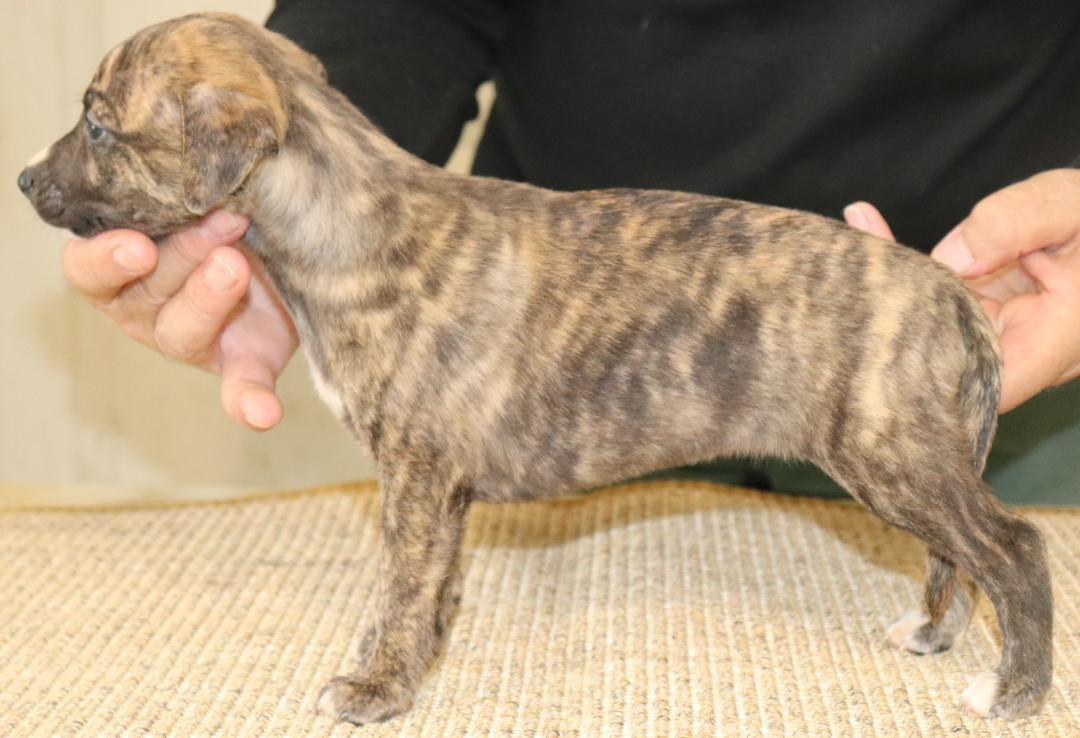 von Hoëhenzoller - Chiots disponibles - Whippet