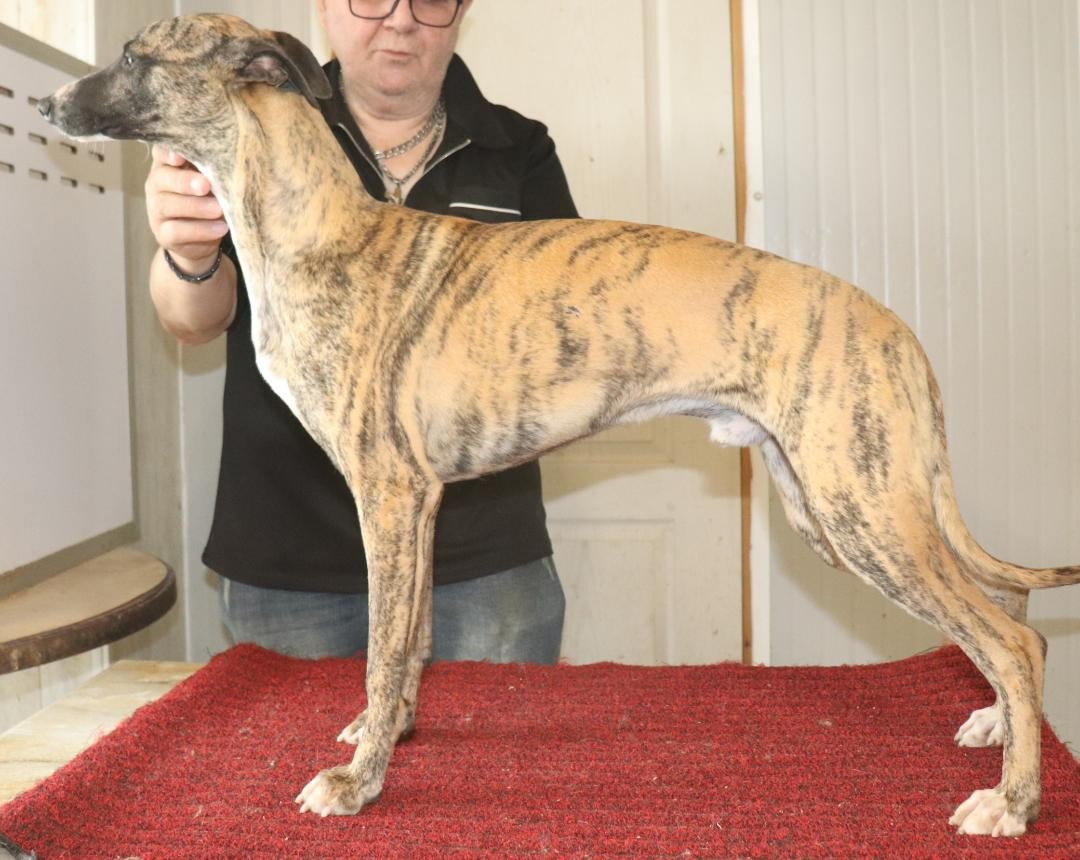 von Hoëhenzoller - Chiots disponibles - Whippet