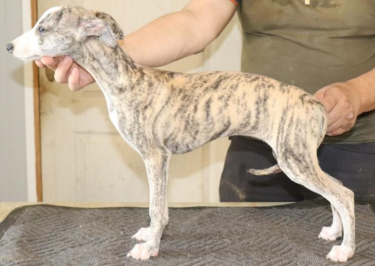 von Hoëhenzoller - Chiots disponibles - Whippet